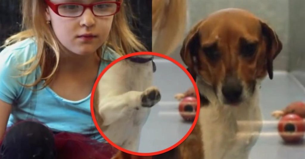 Cette fillette va au refuge pour animaux et voit ce qu’aucun adulte ne parvient à voir.