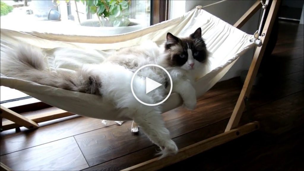 Timo le chat et son hamac qu’il ne quittera jamais !