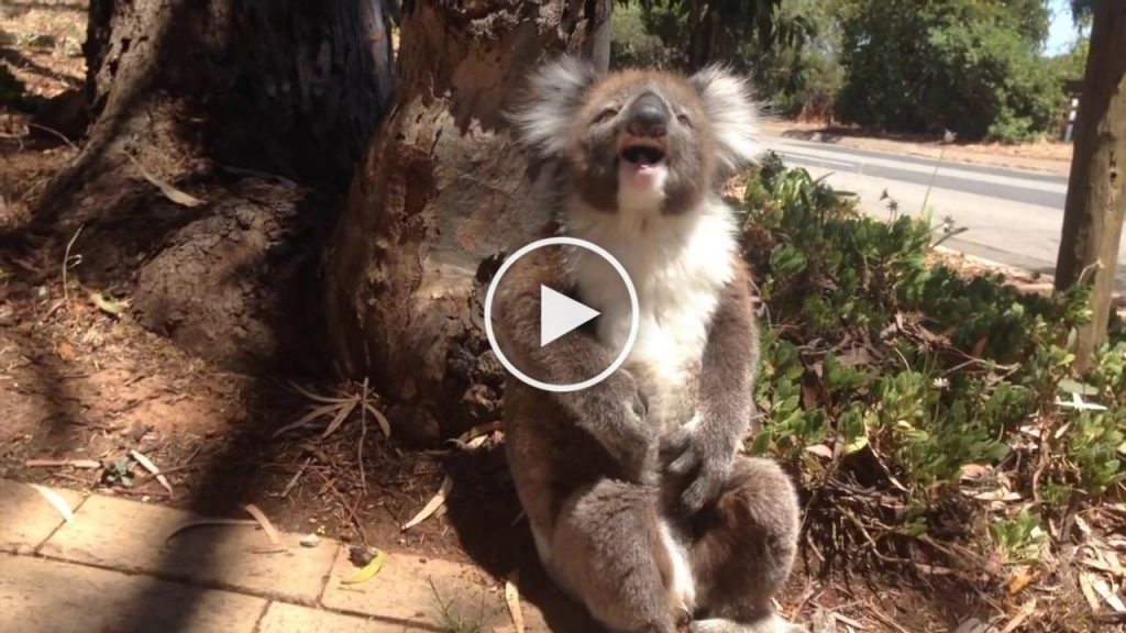 Un koala se fait pousser en bas d’un arbre et se met à pleurer