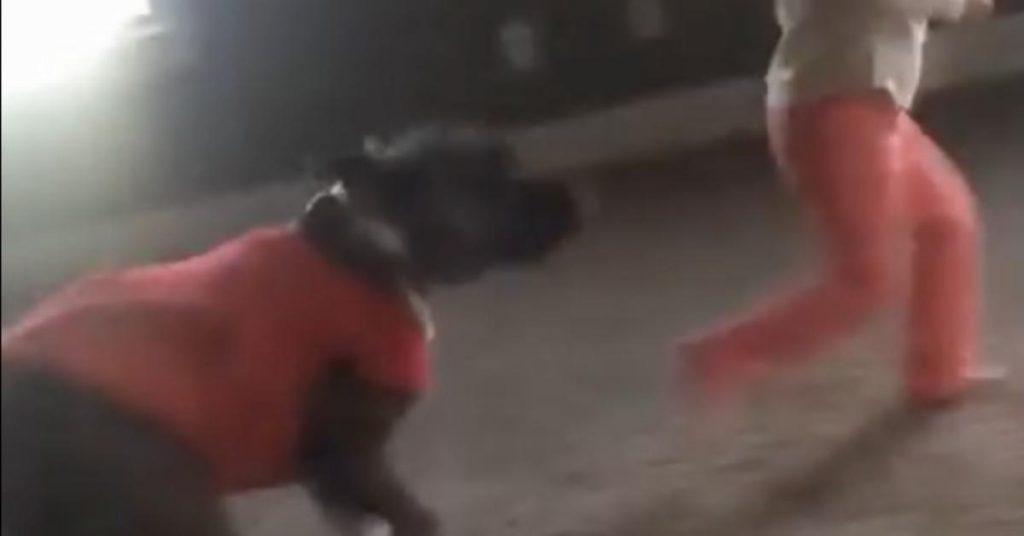 Le pitbull voit une fillette faire la roue. Mais sa réaction a fait exploser de rire toute la famille!