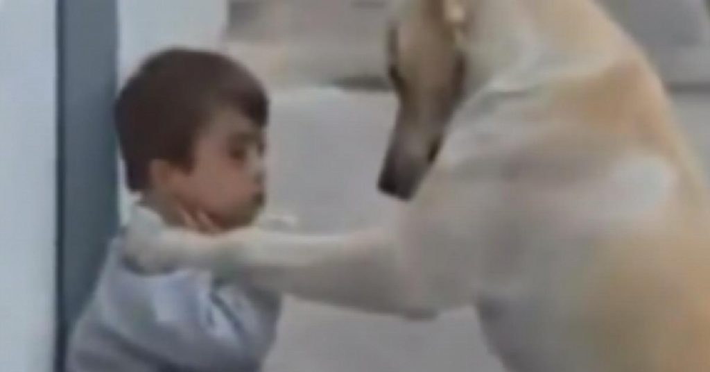 Un labrador doré rencontre un garçon trisomique pour la première fois. Sa réaction m’a laissé sans voix.
