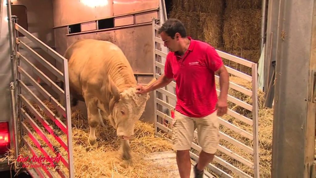 Un taureau goûte pour la première à la liberté en sautant de joie