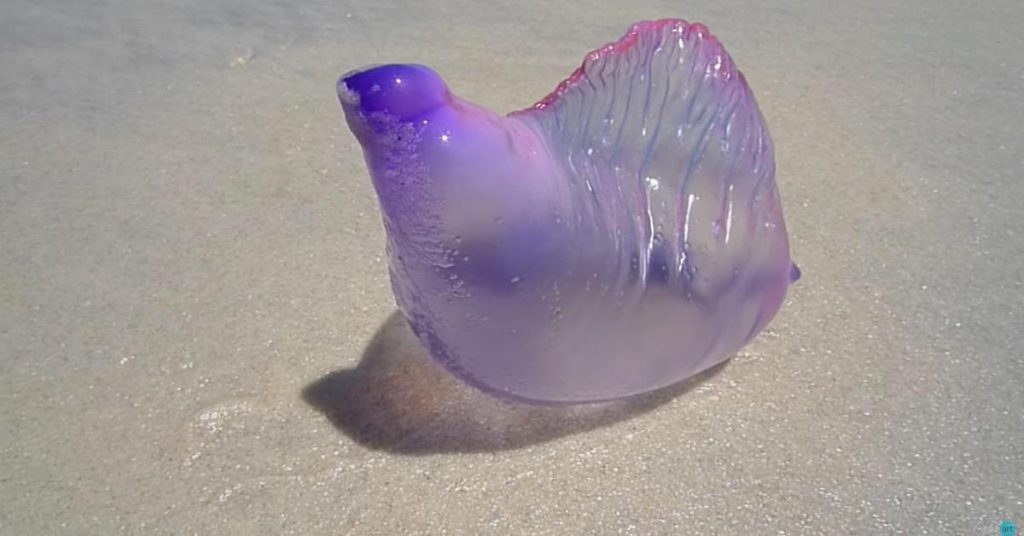 Si vous voyez ce truc sur une plage, vous ne devez SURTOUT PAS y toucher!