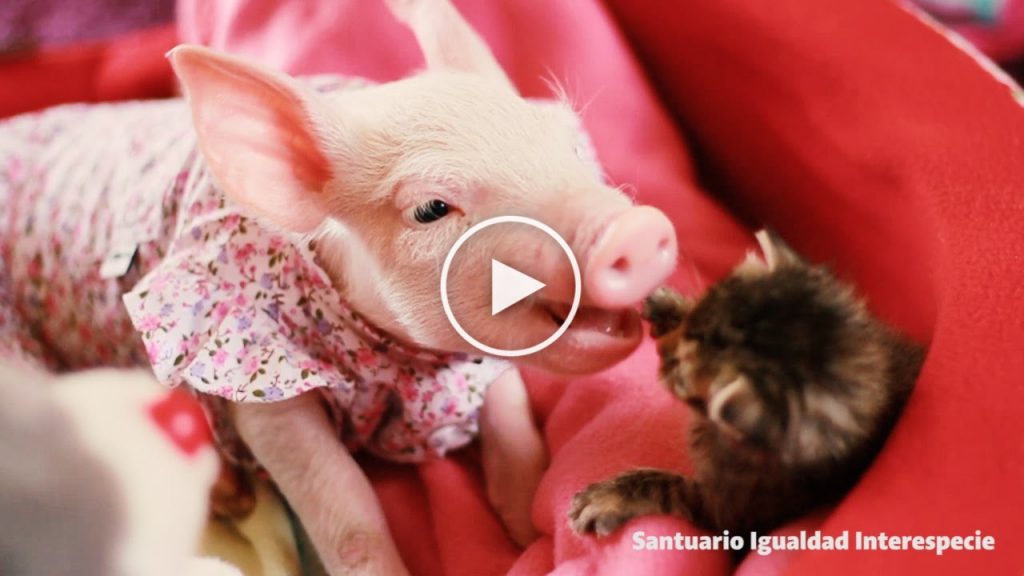 Cette amitié entre un chaton et un bébé cochon va vous faire craquer!