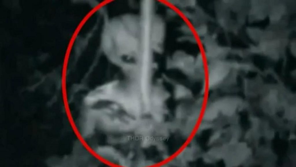 Une « créature non identifiée » filmée par une caméra de surveillance en Turquie
