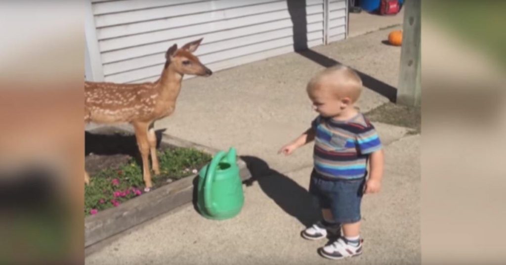 Ce bébé tombe nez à nez avec un faon dans son jardin. Regardez sa réaction! C’est juste adorable!