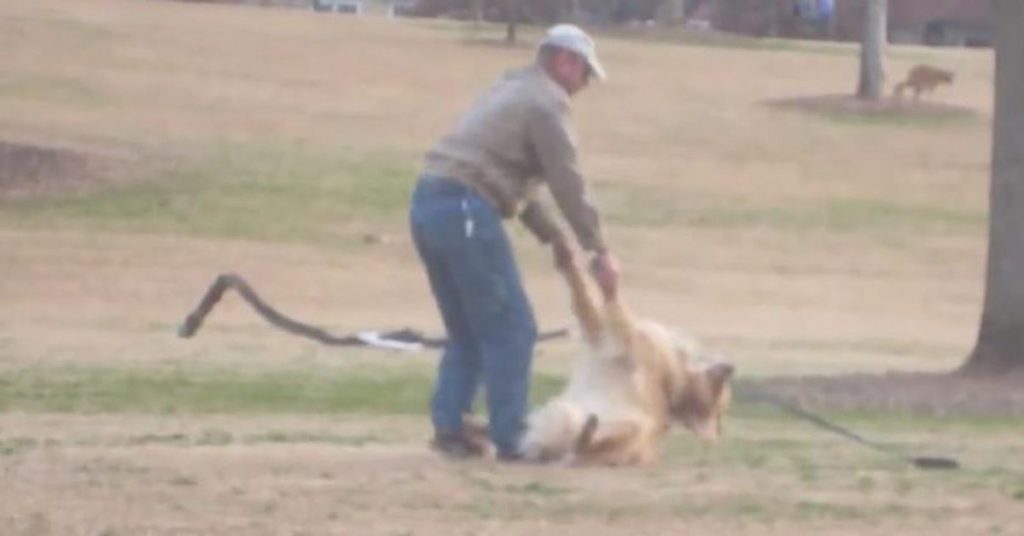 Ce chien est tellement content qu’il fait le mort pour rester au parc. La vidéo m’a fait exploser de rire!