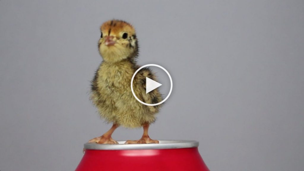 Il achète un oeuf à l’épicerie et le fait incuber. 20 jours plus tard il éclot !