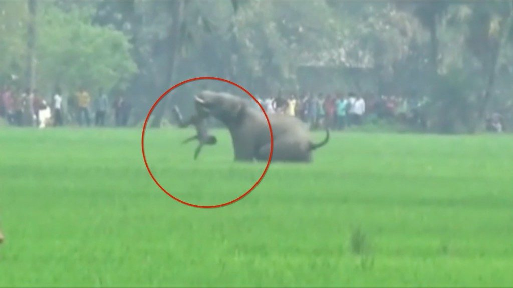 Piétiné et attaqué sauvagement par un éléphant (Vidéo)