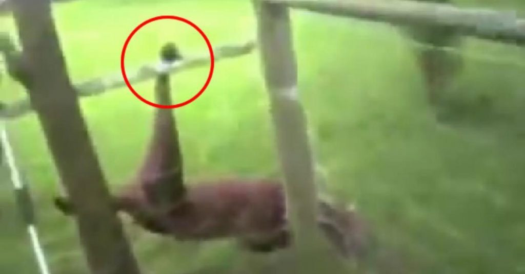 Ce policier libère un chien prisonnier d’un grillage. Il ne s’attendait pas à CETTE réaction de la part du chien.
