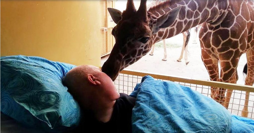 La façon dont cette girafe dit adieu à son soigneur atteint d’une maladie va vous fendre le coeur!