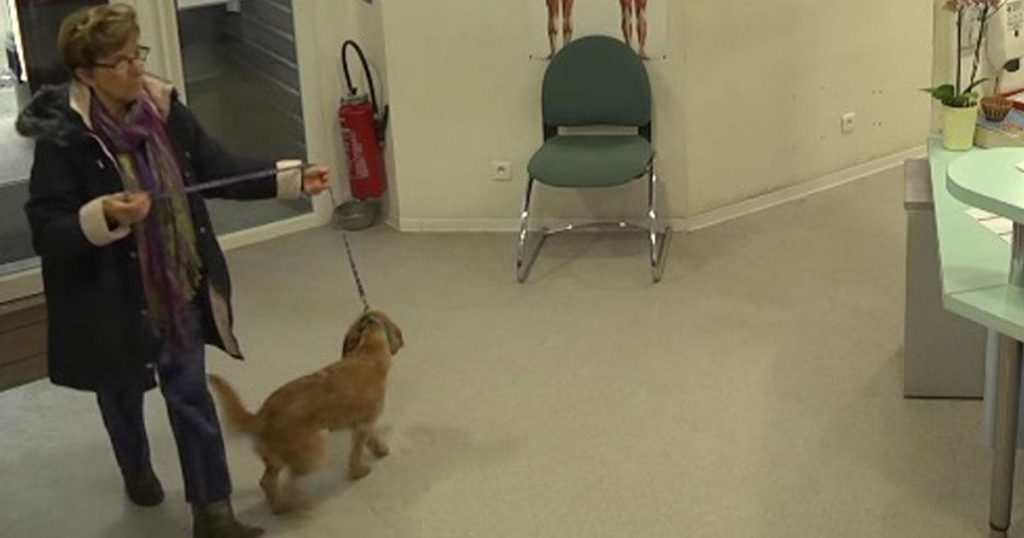 Elle apporte son chien au refuge pour animaux, puis la caméra capte l’inimaginable!