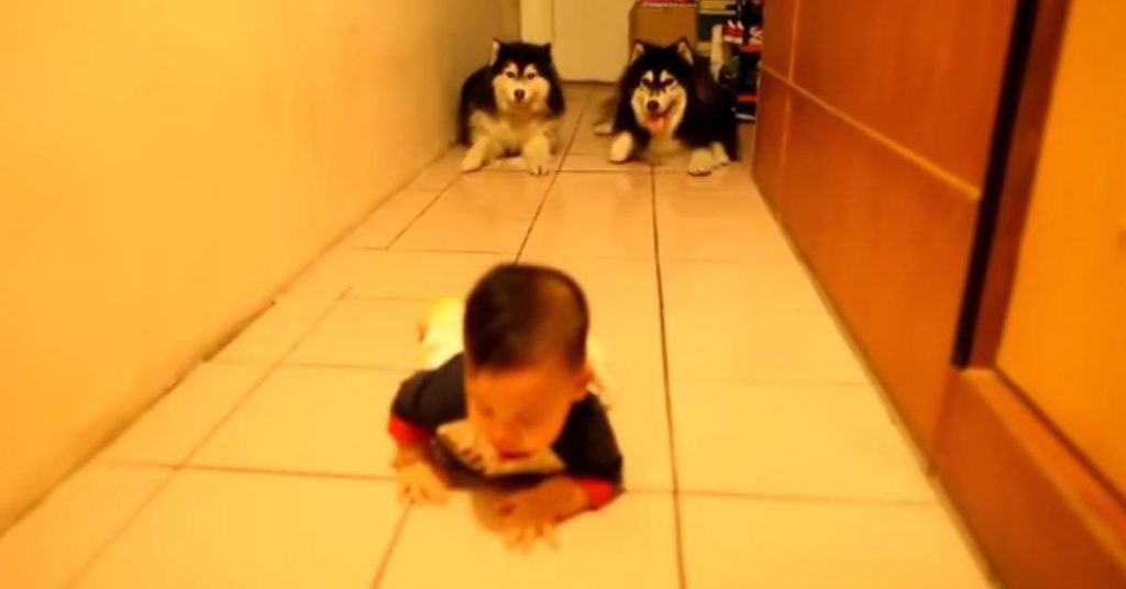 Le bébé apprend à marcher à 4 pattes. Mais regardez ce que les 2 chiens font derrière! Trop drôle!