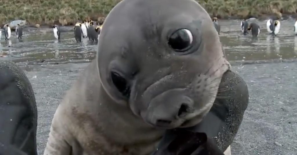 Le bébé phoque fonce sur le caméraman. Ce qu’il filme ensuite n’arrive qu’une fois dans la vie!