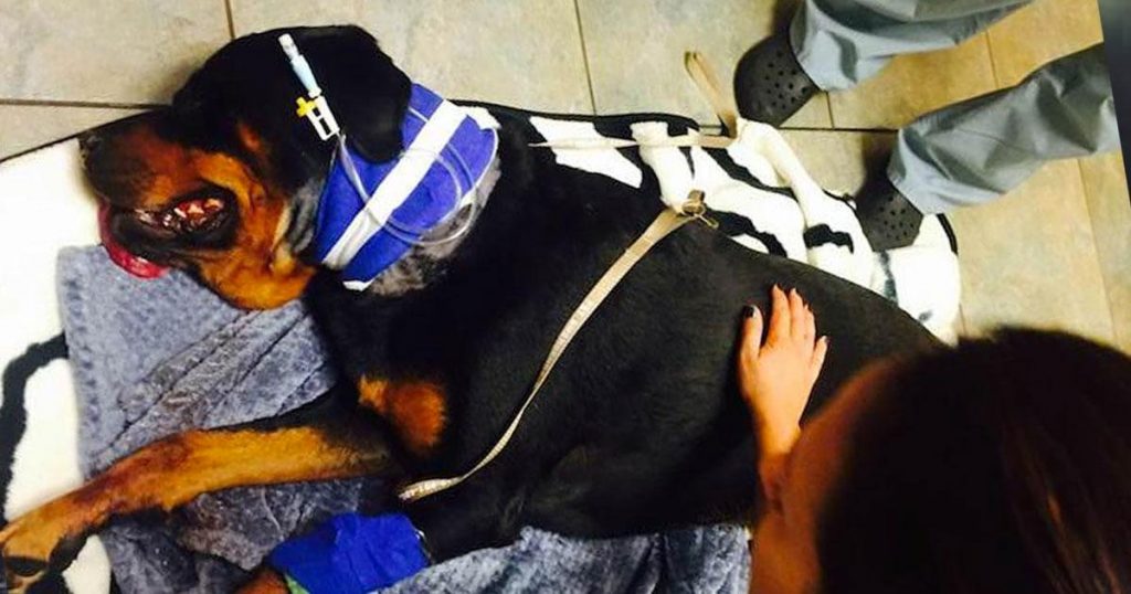 Ce chien est mort à cause d’une chose qui se retrouve dans beaucoup de maisons !