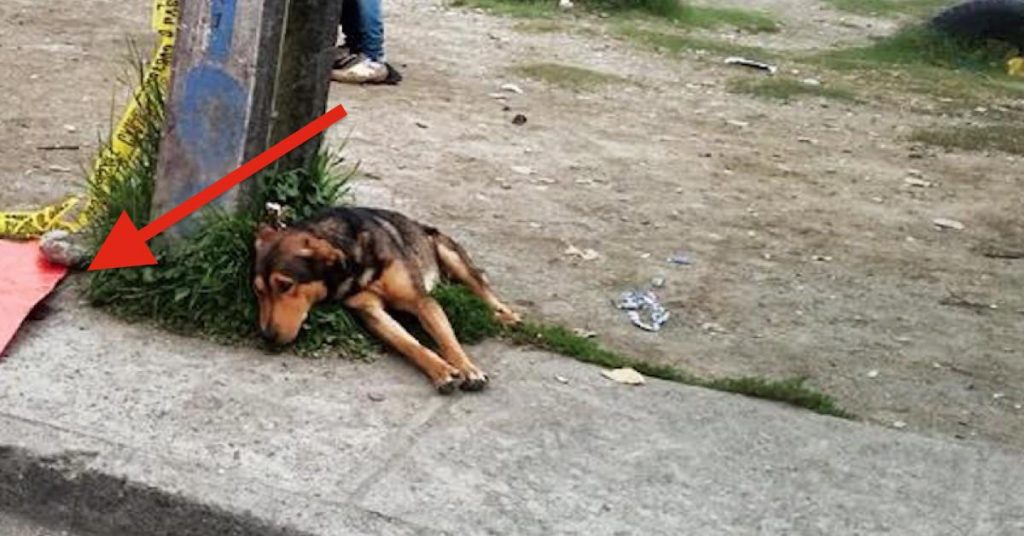 Abattu, le chien s’allonge sur le trottoir. Mais ce qu’il y a à côté de lui va vous faire fondre le cœur.