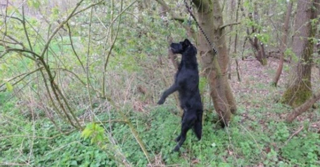 Un riverain se balade dans une forêt allemande. Soudain il tombe sur ce chien pendu à un arbre!