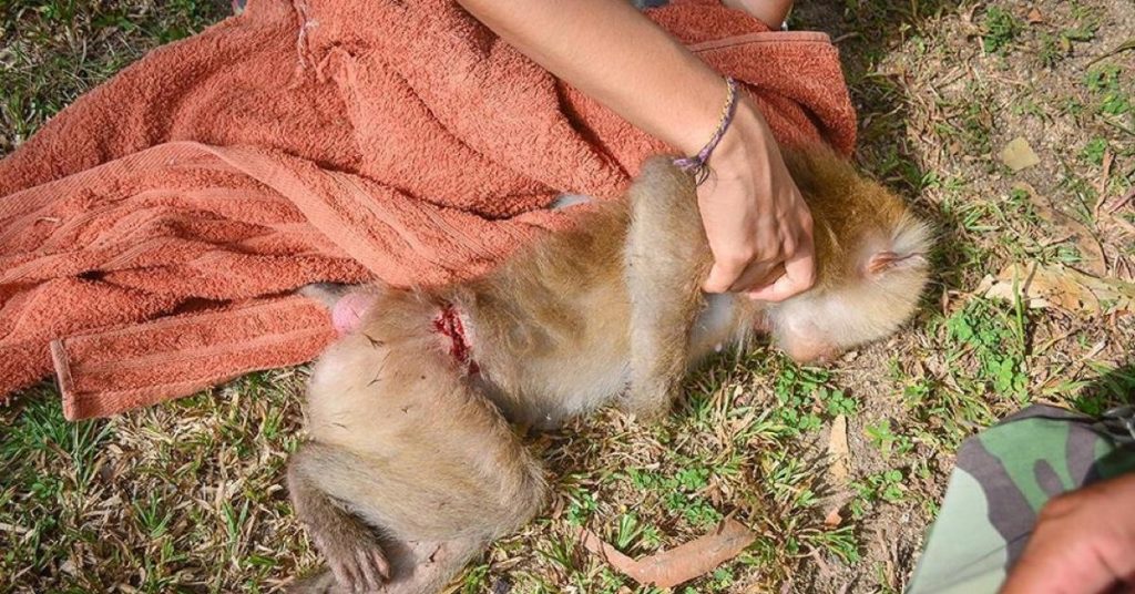 Pendant 4 ans ce macaque a été enchaîné. Regardez ce qu’il se passe quand les secours finissent par le libérer!