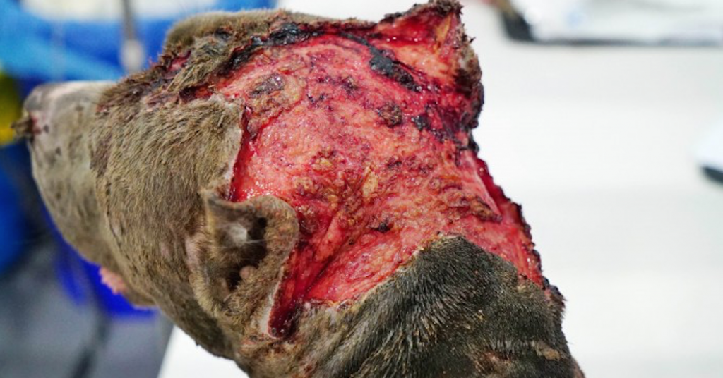 Ce pitbull refuse un combat de chiens. Le prix fort qu’il va payer va vous donner la chair de poule !