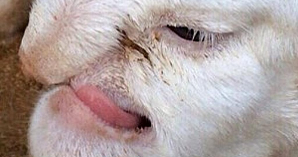 Une étrange créature qui a un visage humain filmée par un fermier. C’est du jamais vu !