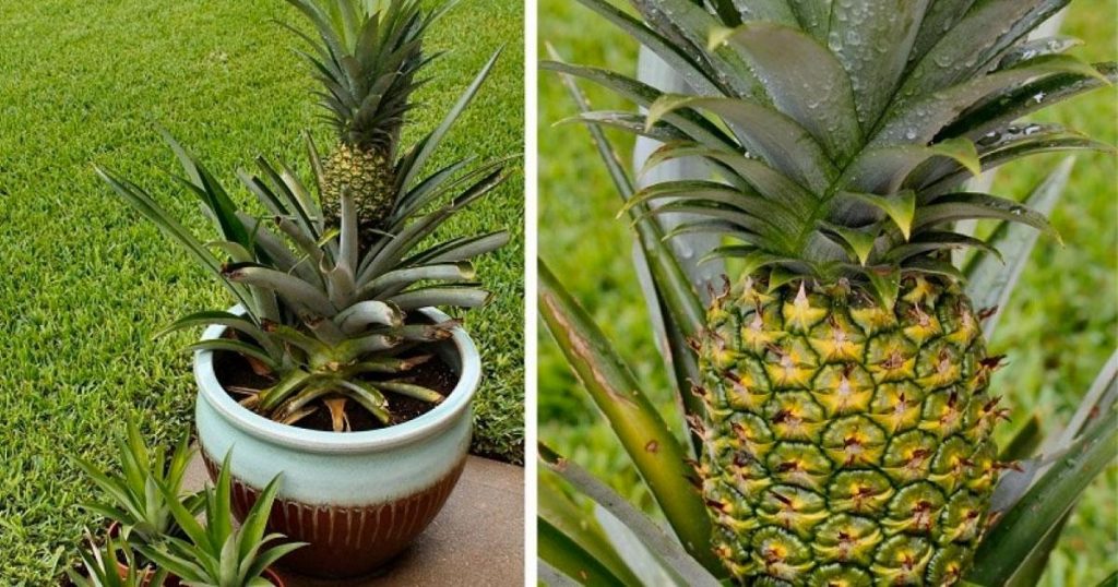 Des étapes faciles pour faire pousser votre ananas à la maison! À essayer!