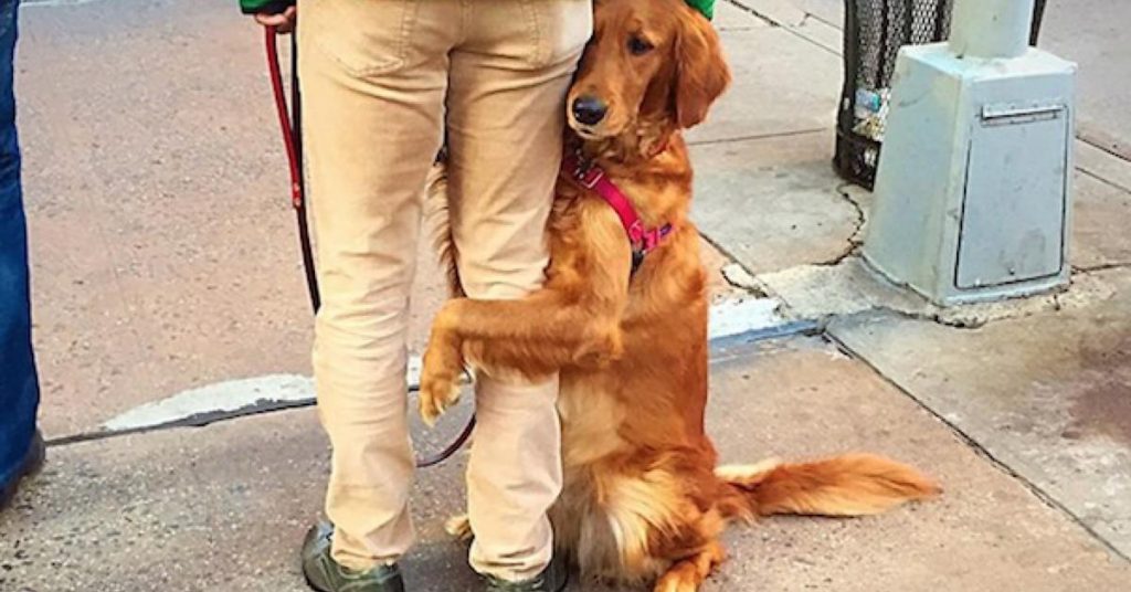 Ce chien a fait rire tous les passants à un passage piéton