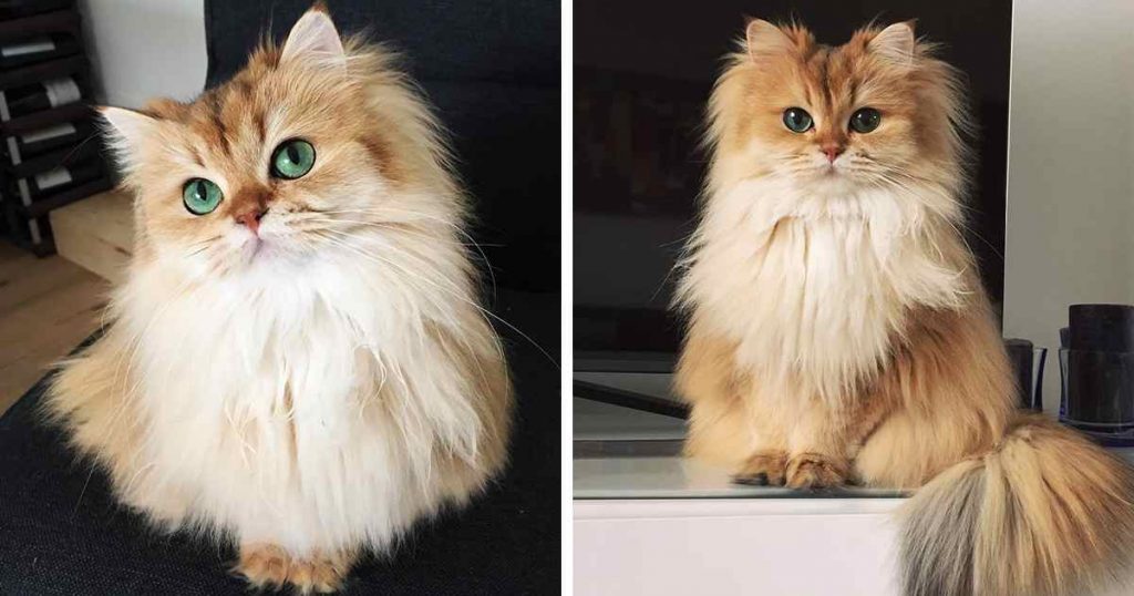 Voici le chat le plus photogénique du monde