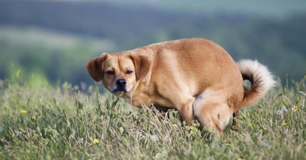 Voici pourquoi votre chien vous regarde quand il fait caca !