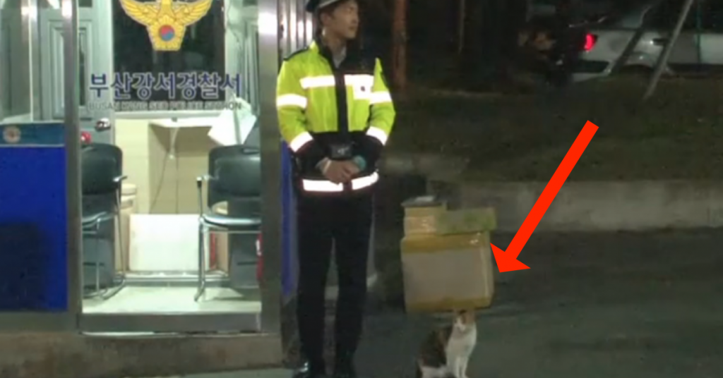 Lorsque les policiers voient ce chat à maintes reprises, ils ne s’attendent pas à ce qu’il va se produire.