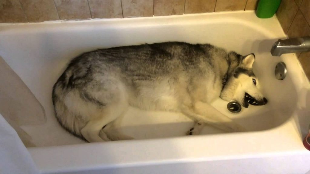 Un husky fait un énorme caprice dans une baignoire