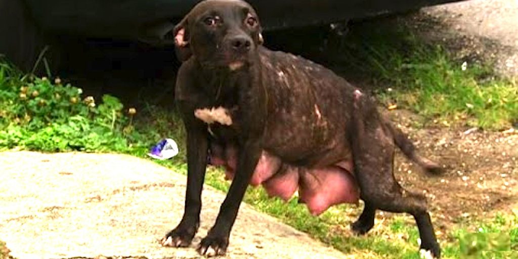 Cet homme suit la maman chienne jusqu’à la porte. Il n’oubliera jamais ce qu’il trouve derrière.
