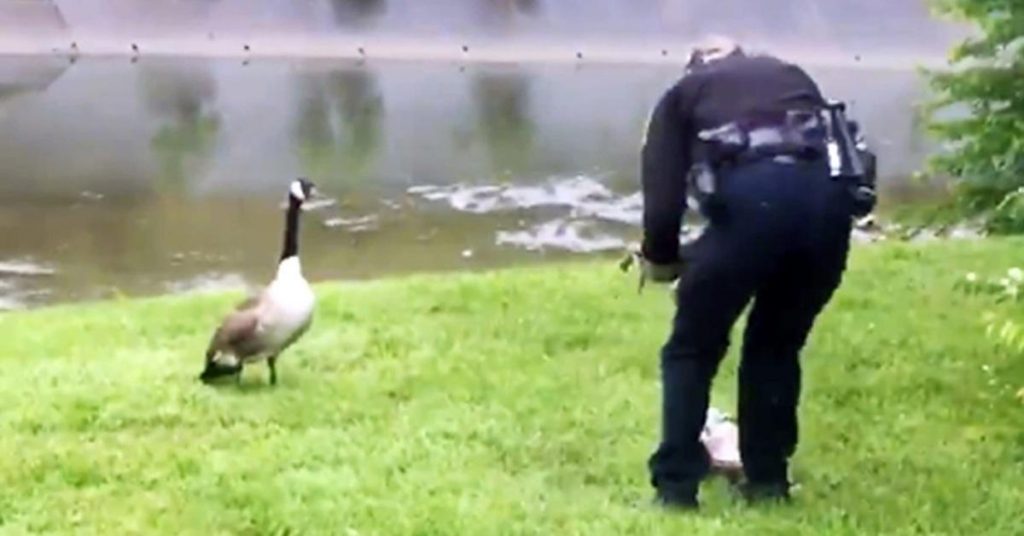 Ce policier suit une oie qui l’appelle. Ce qu’il découvre ensuite le laisse sans voix !