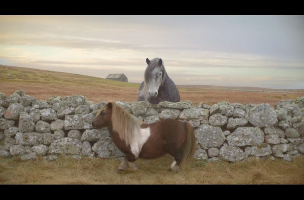 Quand ce poney s’est approché de la falaise, je me suis inquiété pour lui mais, la suite m’a étonné !