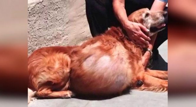 Un pauvre chien avec une tumeur de 20 kilos a été laissé pour mort, mais admirez-le aujourd’hui!