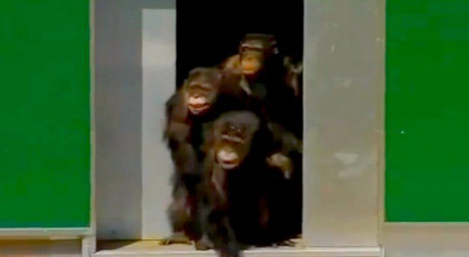 Après avoir vécu pendant plus de 30 ans dans une cage, ces chimpanzés voient le soleil pour la première fois. L’émotion se lit sur leur visage !
