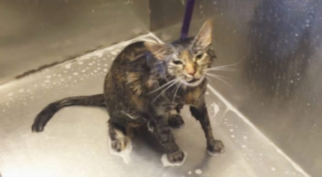 Une Femme Lave Son Chat, Mais Il Lui « Dit » Quelque Chose Qui Va La Surprendre!