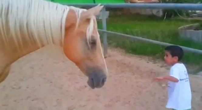 Le petit garçon se rapproche dangereusement de la jambe du cheval. Sa maman est complètement effondrée en voyant la vidéo!