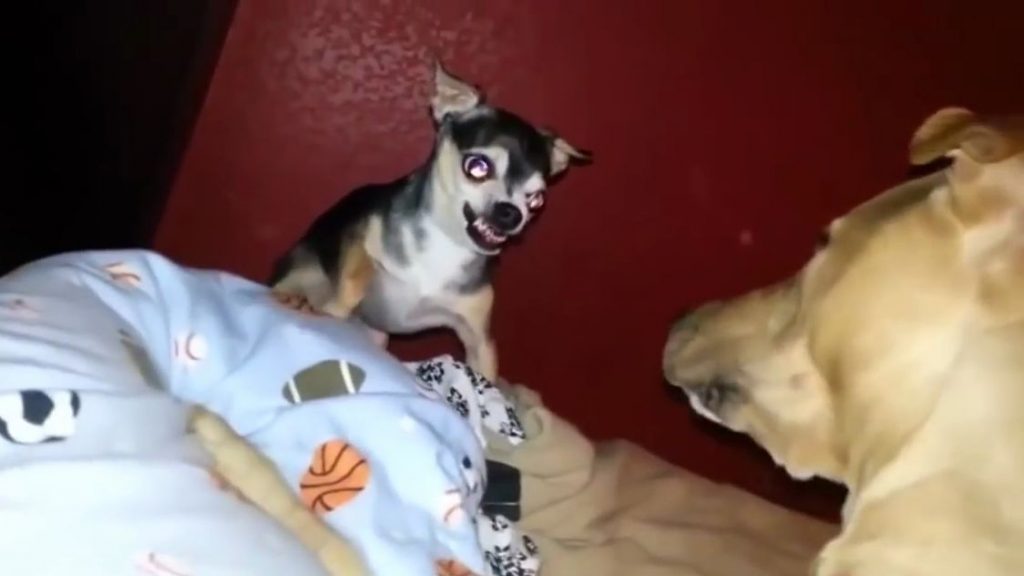 Un chihuahua un peu trop hargneux se fait calmer par un gros chien