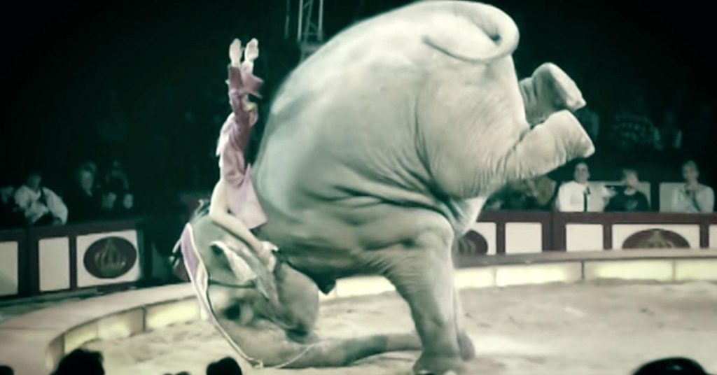 Enchaîné et battu durant 15 ans. Cet éléphant en a eu assez et s’est vengé, mais la fin est dramatique.