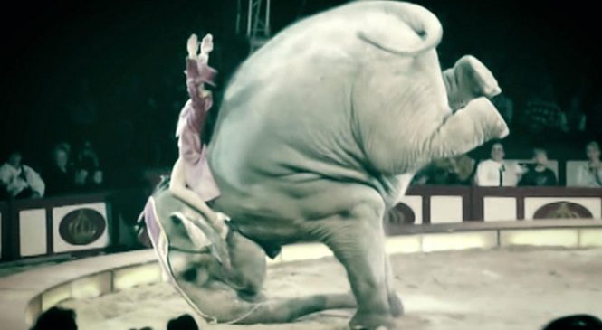 Enchaîné et battu durant 15 ans. Cet éléphant en a eu assez et s’est vengé, mais la fin est dramatique.