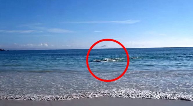 Il est en train de filmer la mer, il n’arrive pas à croire ce qui se passe sous ses yeux!
