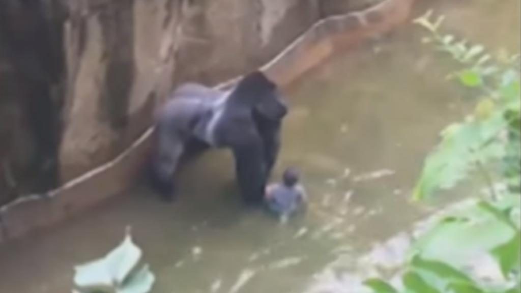 Un enfant tombe dans l’enclos d’un gorille. L’animal se fait abattre…