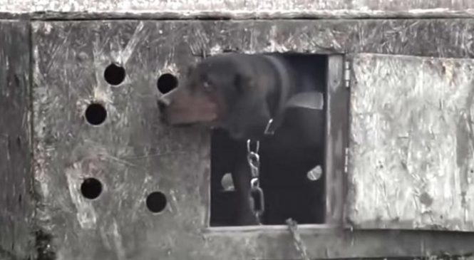Ce chien est enchaîné et battu toute sa vie, mais quand il voit CETTE femme, il n’arrive pas à croire ce qu’il lui arrive!