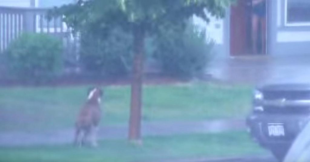 Juste avant l’orage, le maître a attaché son chien à un arbre et l’a abandonné. Voici ce qui est arrivé par la suite