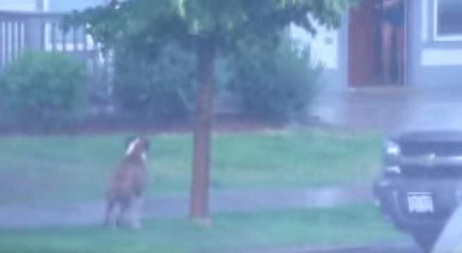 Juste avant l’orage, le maître a attaché son chien à un arbre et l’a abandonné. Voici ce qui est arrivé par la suite