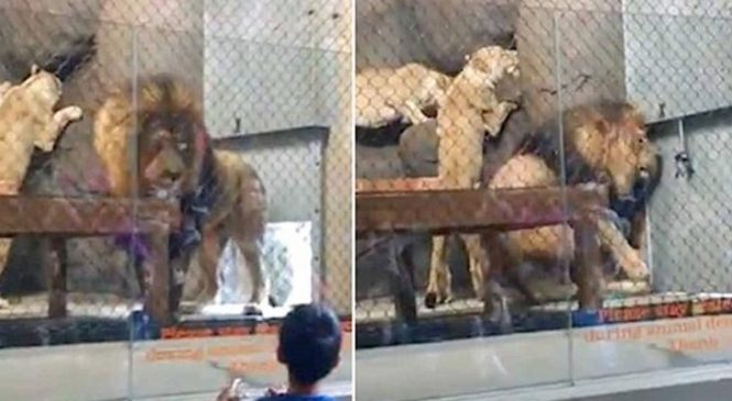 Au zoo, un lion hurle de douleur… quand j’ai regardé sa queue de plus près: OH MON DIEU!