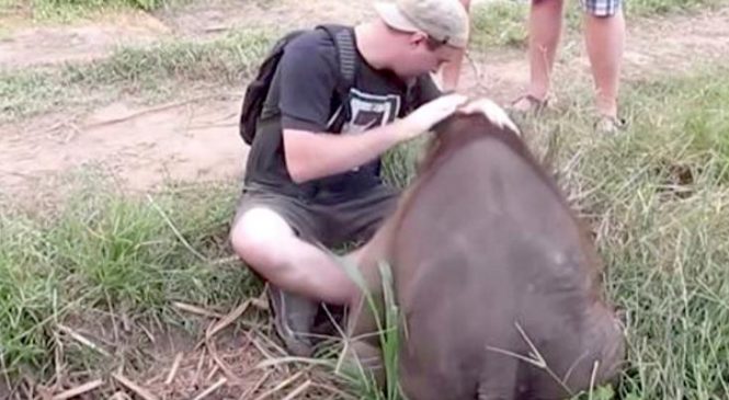 Il voit un bébé éléphant. Ce qui se produit quand il s’approche de lui pour le caresser? J’ai fondu.