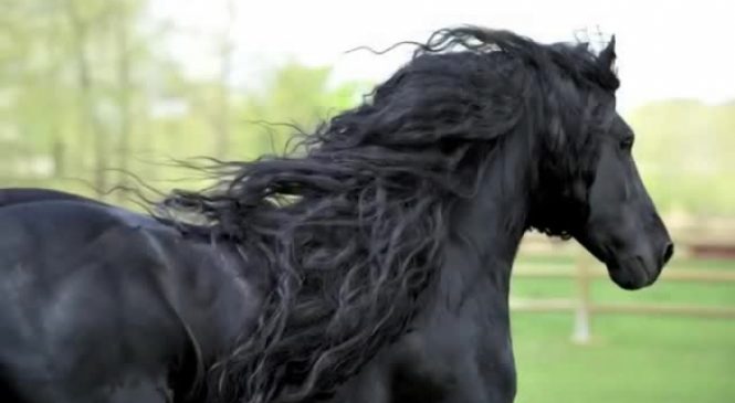 Avec sa crinière impressionnante et brillante, il a été élu le plus beau cheval du monde !