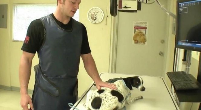 Un vétérinaire sauve une chienne enceinte de l’euthanasie. Puis il découvre ÇA à la radiographie…