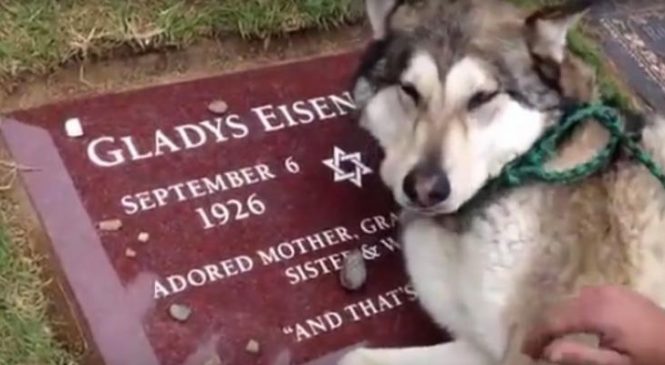 En 10 secondes seulement, cette vidéo prouve à quel point le chien est le meilleur ami de l’homme…